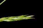 White edge sedge